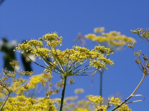 Fennel (1)